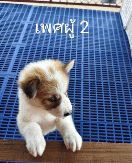 สุนัขเพศผู้บางแก้วพ่อแท้แม่แท้ รูปที่ 3