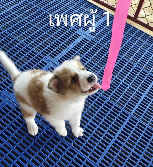 สุนัขเพศผู้บางแก้วพ่อแท้แม่แท้ รูปที่ 2