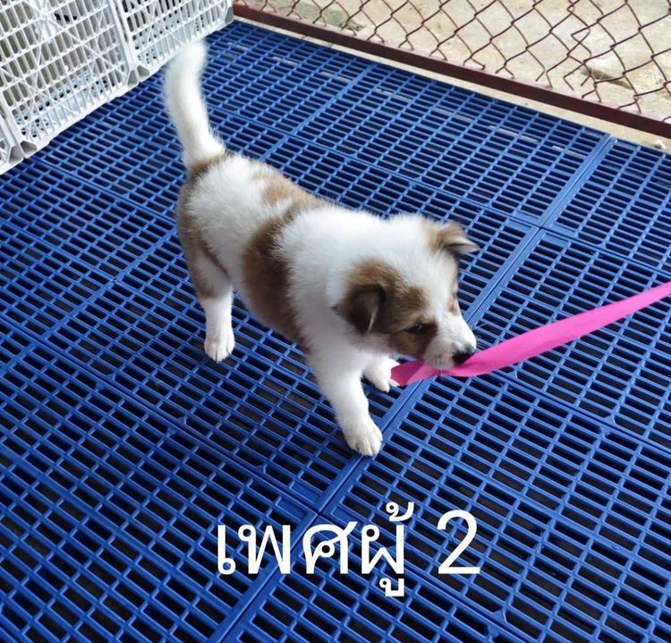 สุนัขเพศผู้บางแก้วพ่อแท้แม่แท้ รูปที่ 4