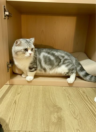 พ่อพันธุ์มันช์กิ้นพร้อมทำ รูปที่ 2