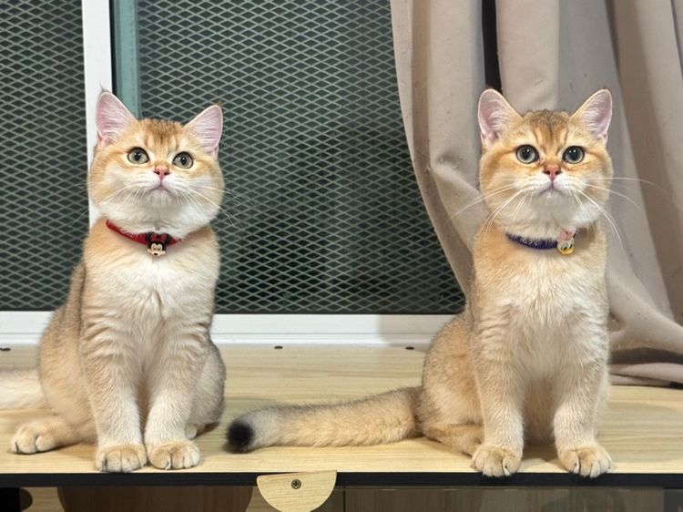 แมว บริติชช็อตแฮร์ (มีใบเพ็ด) รูปที่ 3