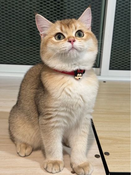 แมว บริติชช็อตแฮร์ (มีใบเพ็ด) รูปที่ 5