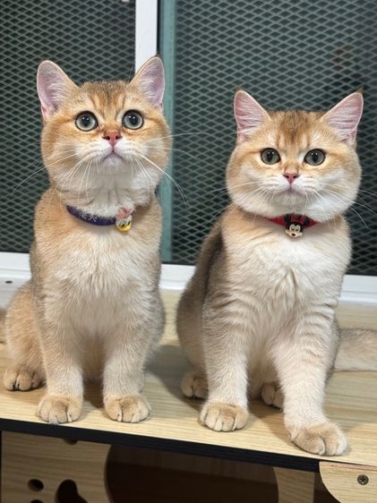 แมว บริติชช็อตแฮร์ (มีใบเพ็ด) รูปที่ 2