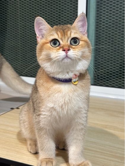 แมว บริติชช็อตแฮร์ (มีใบเพ็ด) รูปที่ 8