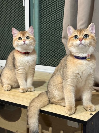 แมว บริติชช็อตแฮร์ (มีใบเพ็ด) รูปที่ 4