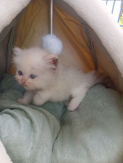 สก็อตติช เพศเมีย รูปที่ 7