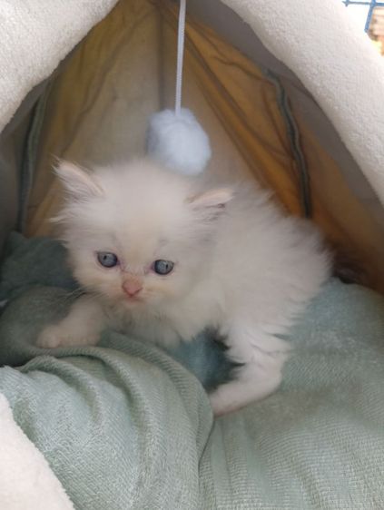 สก็อตติช เพศเมีย รูปที่ 3