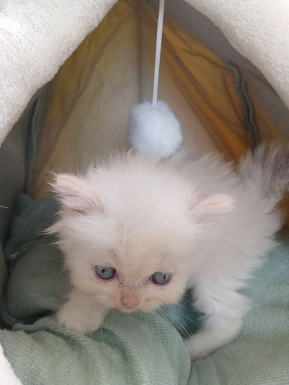 สก็อตติช เพศเมีย รูปที่ 9