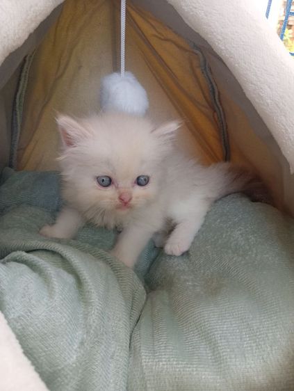 สก็อตติช โฟลด์ (Scottish Fold) สก็อตติช เพศเมีย