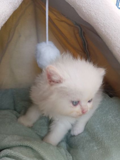 สก็อตติช เพศเมีย รูปที่ 5