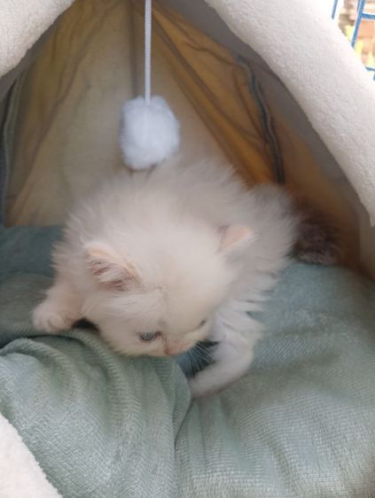 สก็อตติช เพศเมีย รูปที่ 8