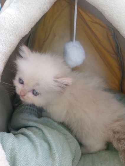 สก็อตติช เพศเมีย รูปที่ 10