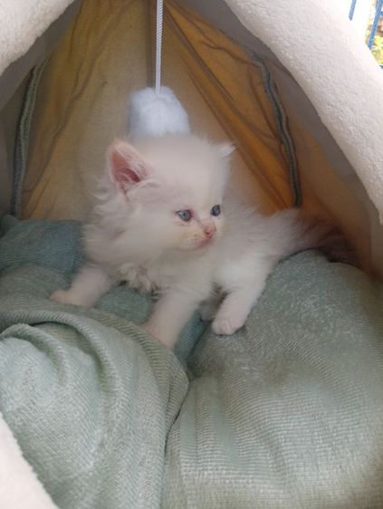 สก็อตติช เพศเมีย รูปที่ 6