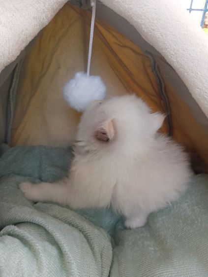 สก็อตติช เพศเมีย รูปที่ 2