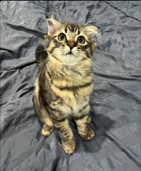 แมวสก็อตติชผสมเมนคูน