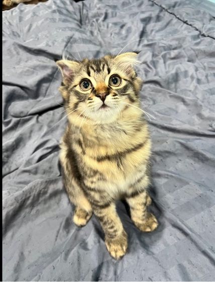 แมวสก็อตติชผสมเมนคูน รูปที่ 2