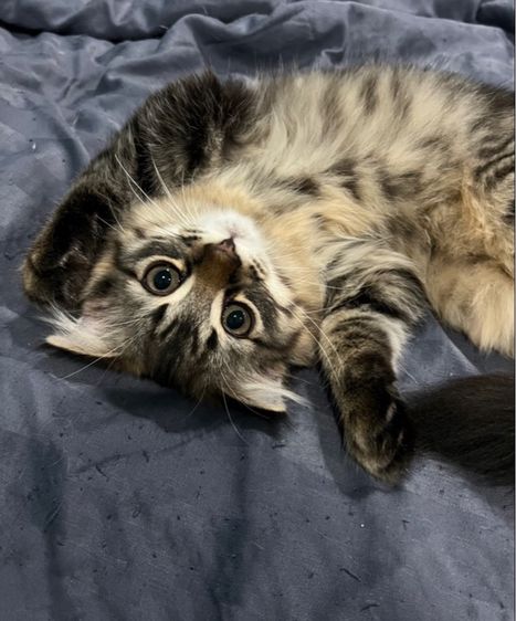 แมวสก็อตติชผสมเมนคูน รูปที่ 4