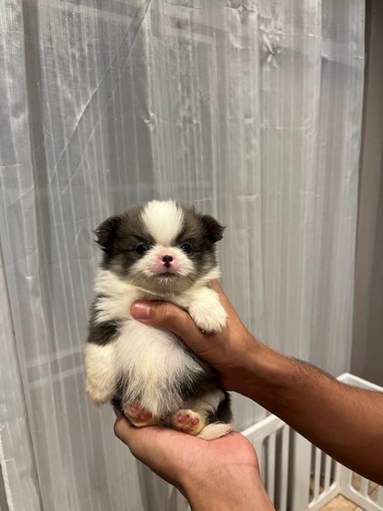 ชิวาวา (Chihuahua) เล็ก ชิวาว่าขนยาว