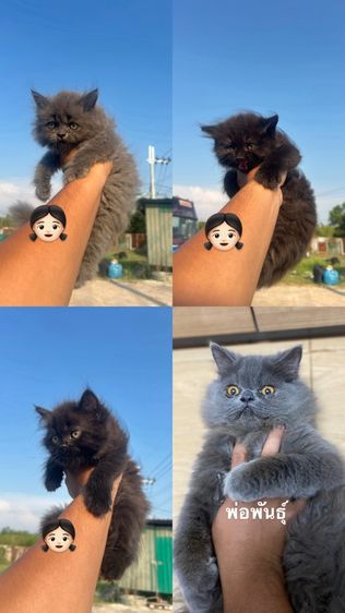 เปอร์เซีย (Persian) แมวเปอร์เซีย