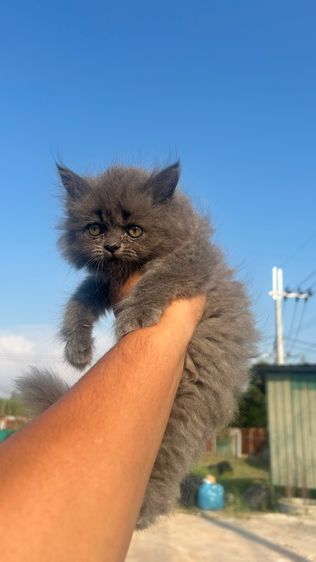 แมวเปอร์เซีย รูปที่ 6