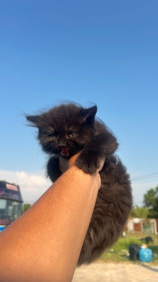 แมวเปอร์เซีย รูปที่ 4