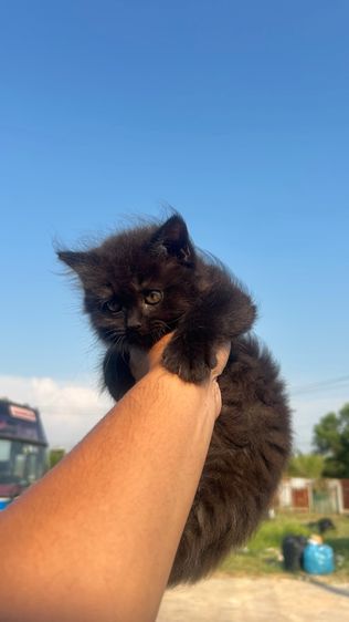 แมวเปอร์เซีย รูปที่ 5