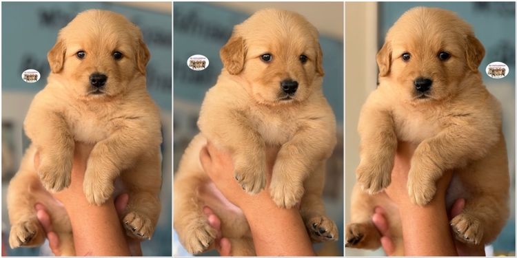 โกลเด้นรีทรีฟเวอร์ รูปที่ 4