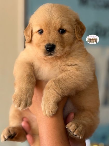 โกลเด้นรีทรีฟเวอร์ รูปที่ 3