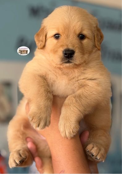 โกลเด้นรีทรีฟเวอร์