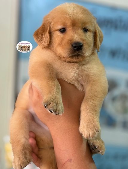 โกลเด้นรีทรีฟเวอร์ รูปที่ 2