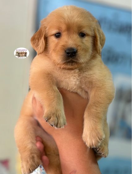 โกลเด้นรีทรีฟเวอร์