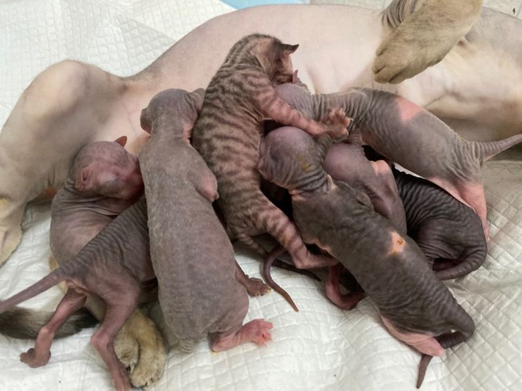 แมวสฟริ้ง รูปที่ 4