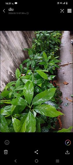 กล้า อาโวคาโด้ พันธุ์พื้นเมือง