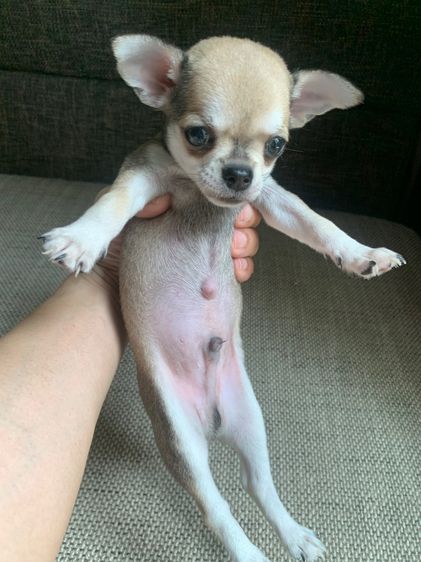 ลูกสุ รูปที่ 5