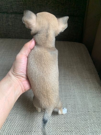 ลูกสุ รูปที่ 4