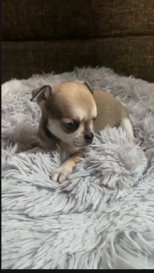 ลูกสุ รูปที่ 7