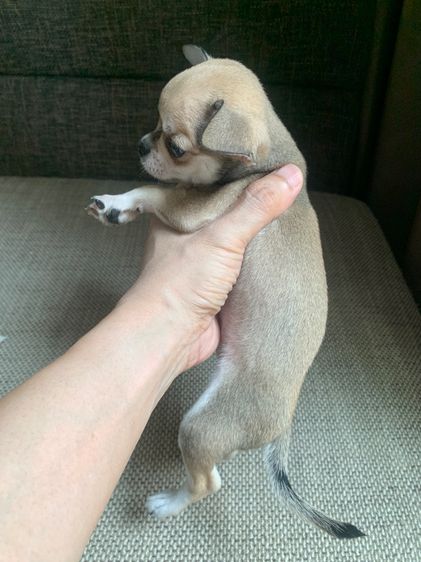 ลูกสุ รูปที่ 3