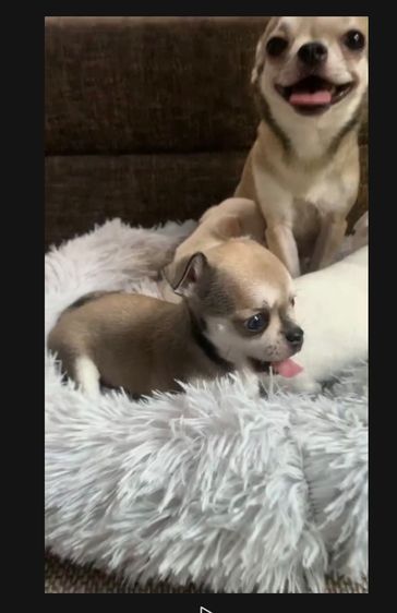 ลูกสุ รูปที่ 6