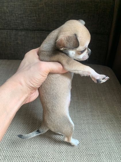 ลูกสุ รูปที่ 2