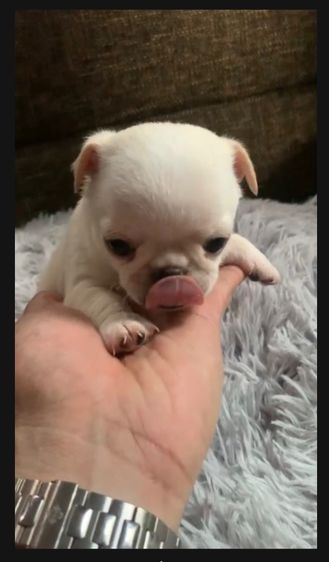 ลูกสุ รูปที่ 8