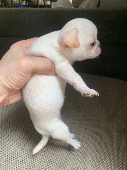 ลูกสุ รูปที่ 4