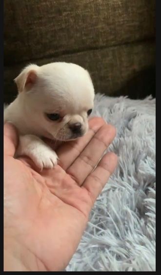 ลูกสุ รูปที่ 2