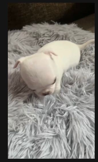 ลูกสุ รูปที่ 10