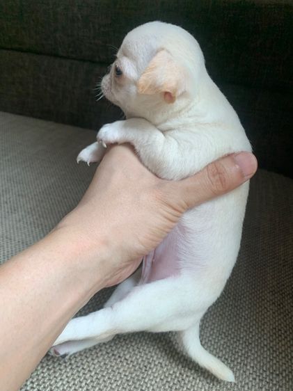 ลูกสุ รูปที่ 5