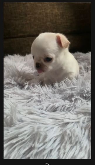 ลูกสุ รูปที่ 9