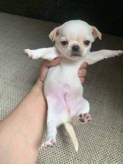 ลูกสุ รูปที่ 7