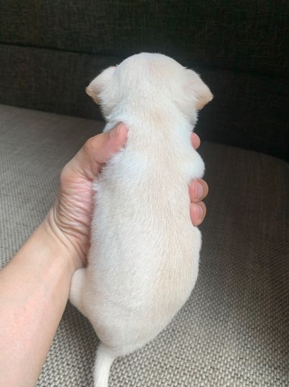 ลูกสุ รูปที่ 6