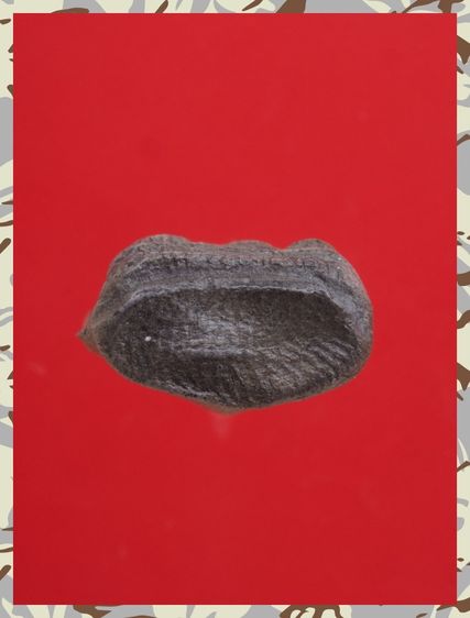 r138-r139.พระปิดตา-พระรอด องค์ๆละ 419 บ. พร้อมส่ง EMS ค่ะ รูปที่ 10