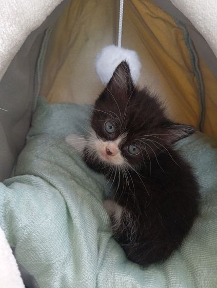 สก็อตติช เพศผู้ รูปที่ 15