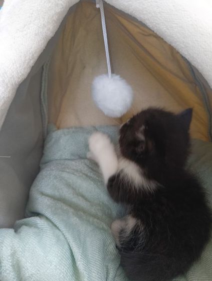 สก็อตติช เพศผู้ รูปที่ 7